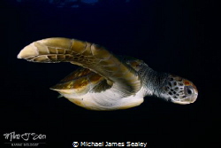 Green turtle in Tenerife by Michael James Sealey 